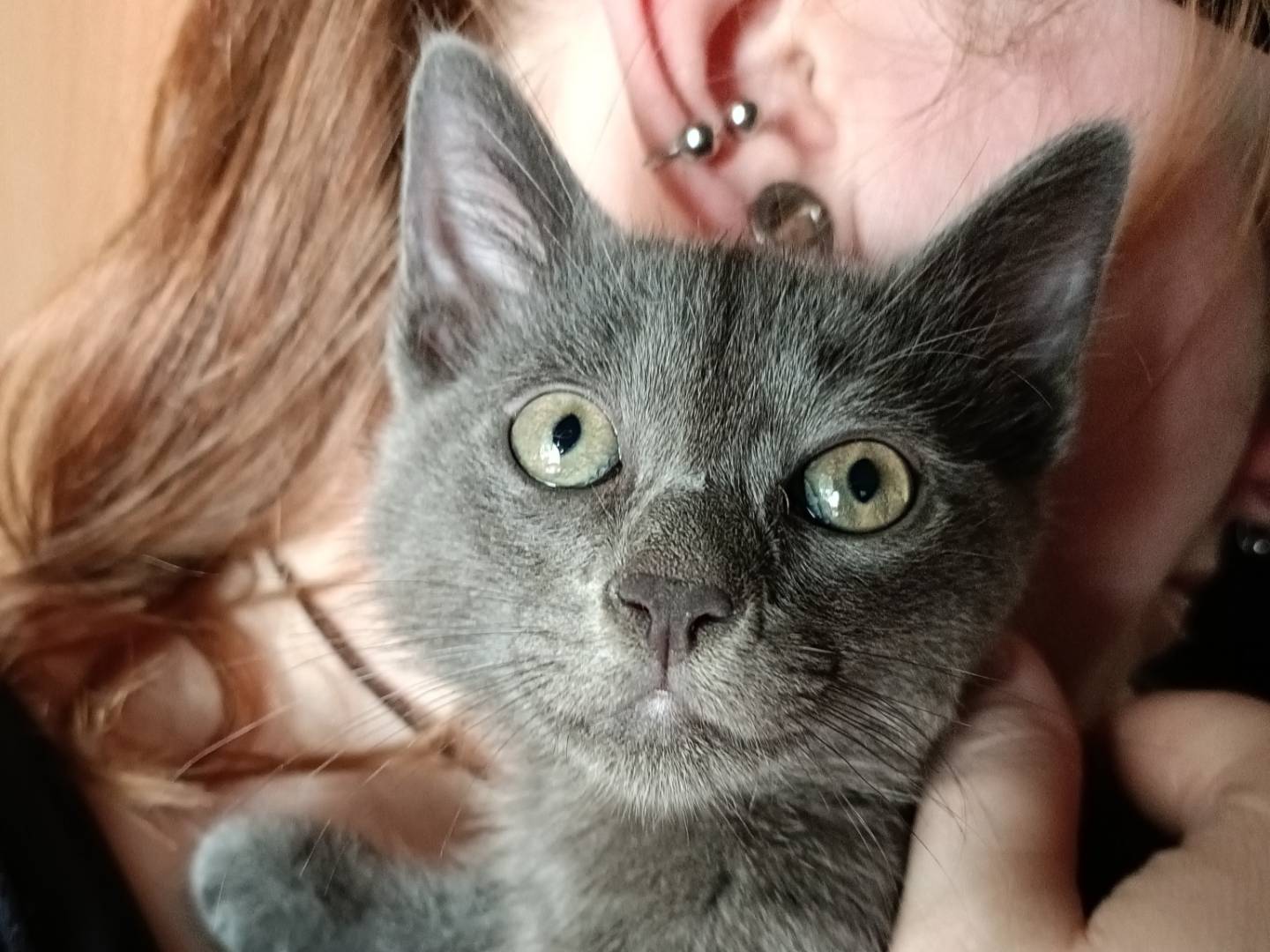 Vuoi adottare un gatto a Messina?