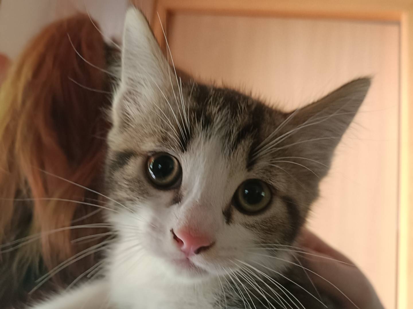 Foto dell'animale