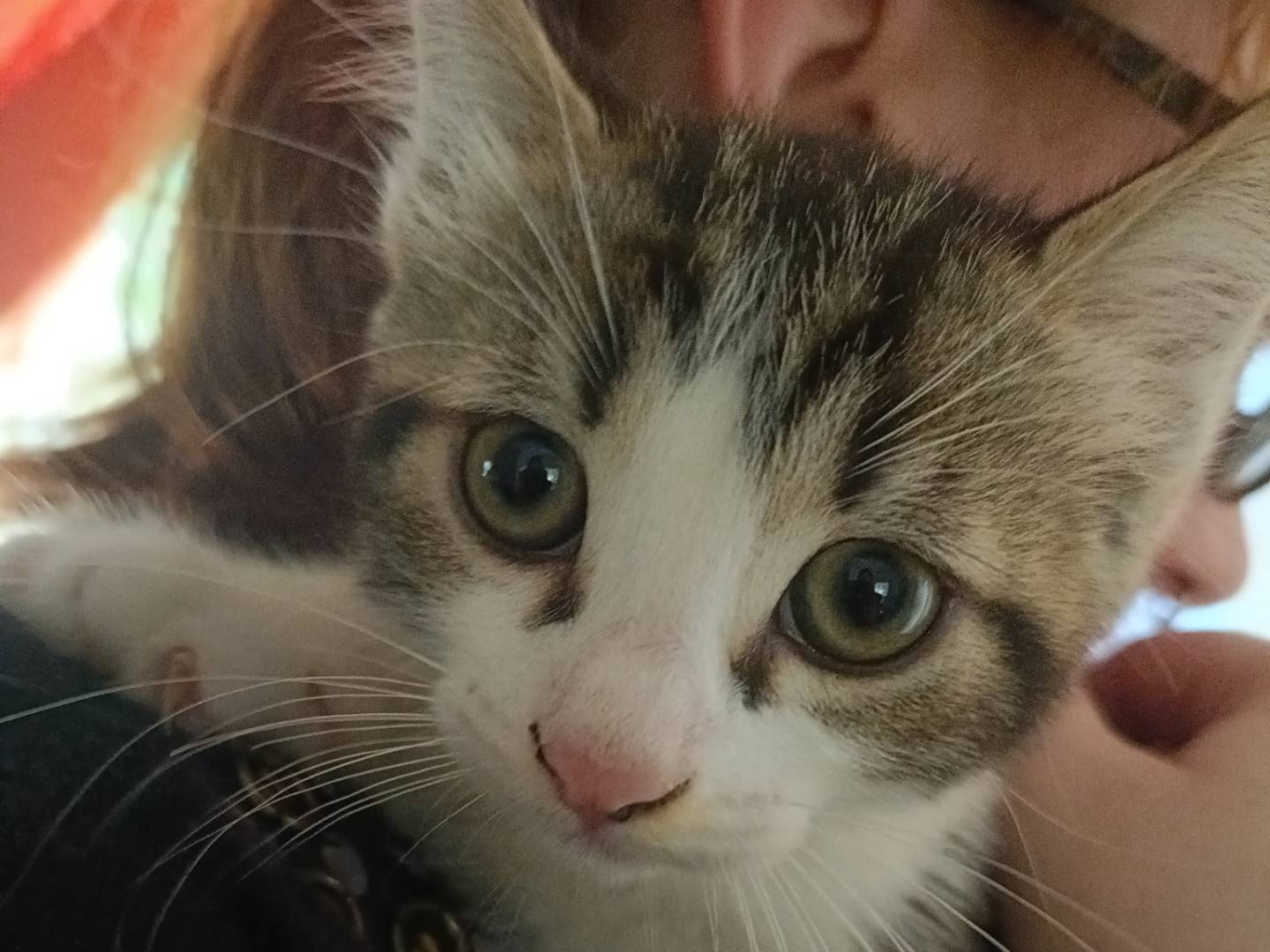 Adotta il gatto Noel a Messina