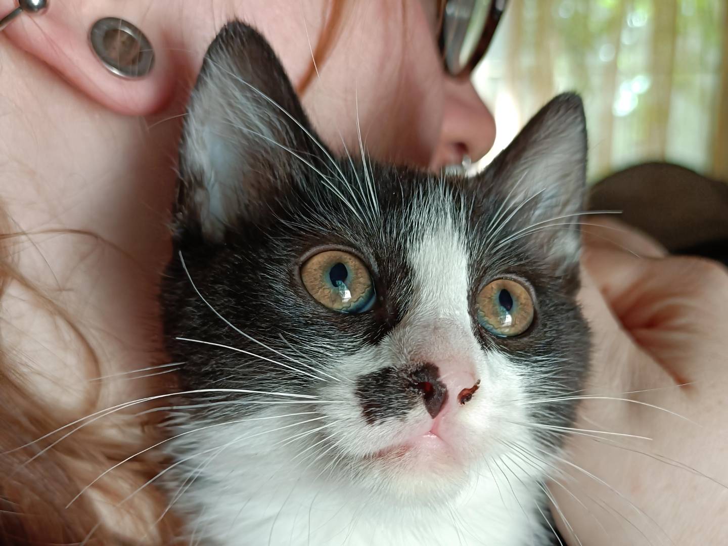 Adotta un gatto, femmina, 1 mesi, Messina