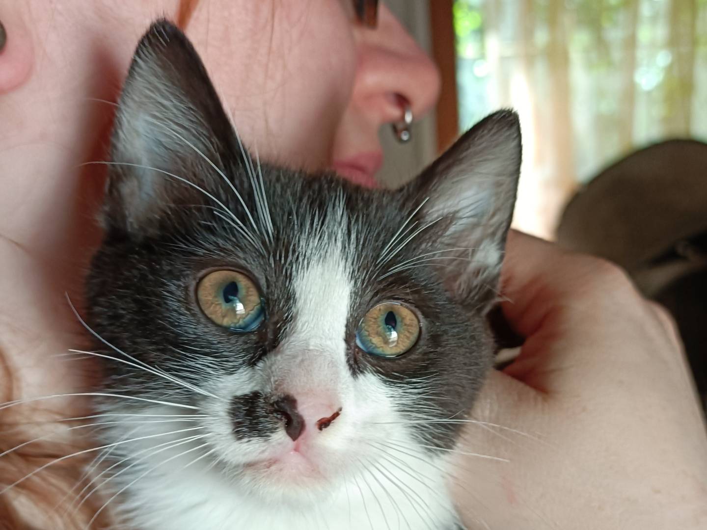 Adotta un gatto, taglia non valida, femmina, Messina