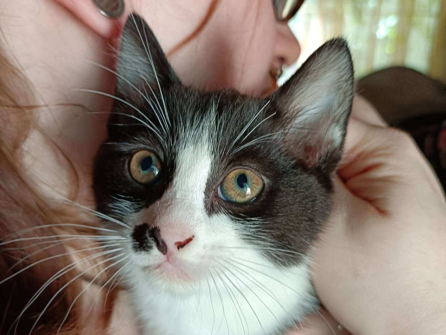 Vuoi adottare un gatto a Messina?