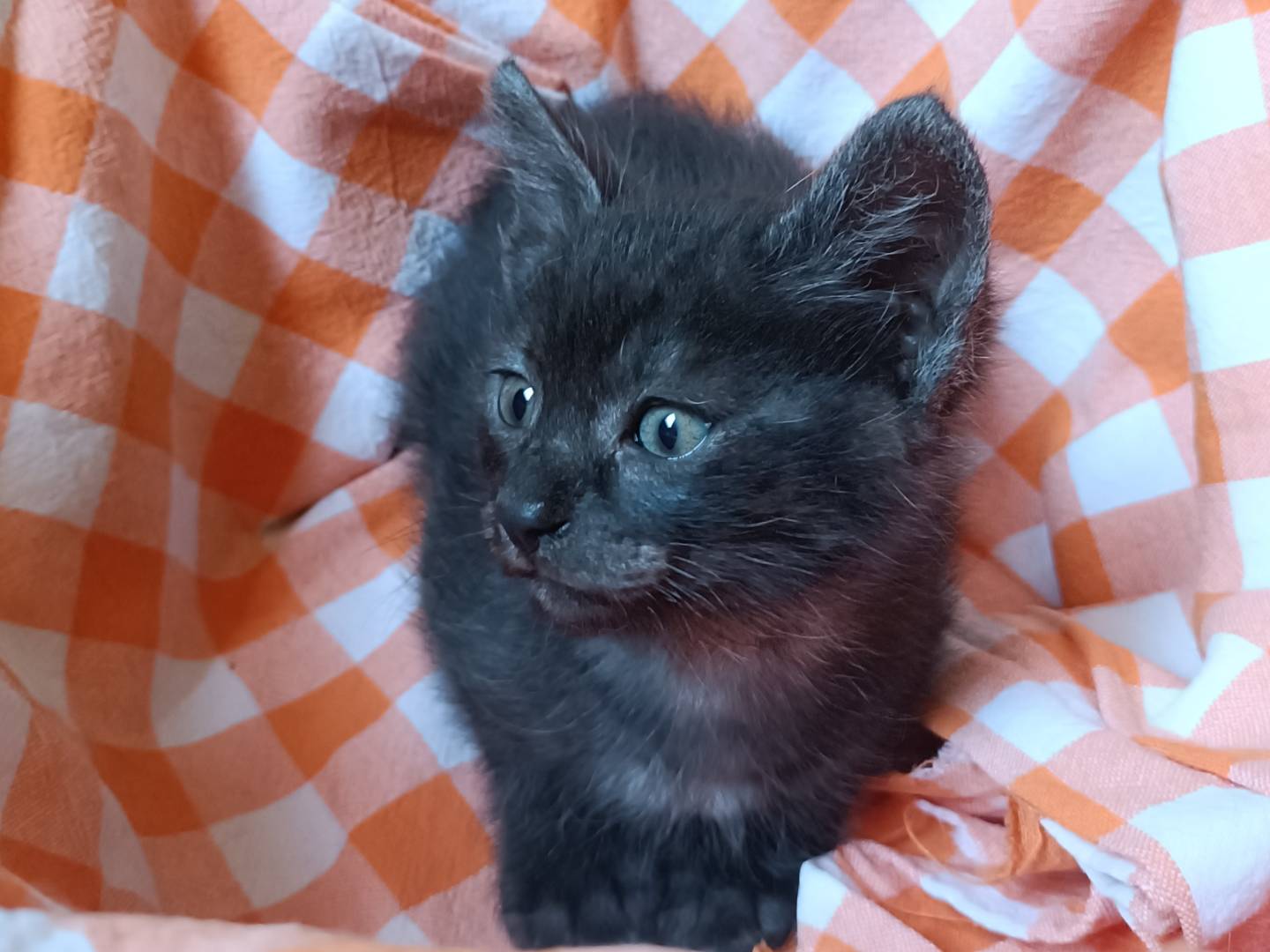 Adotta un gatto, taglia non valida, maschio, Messina