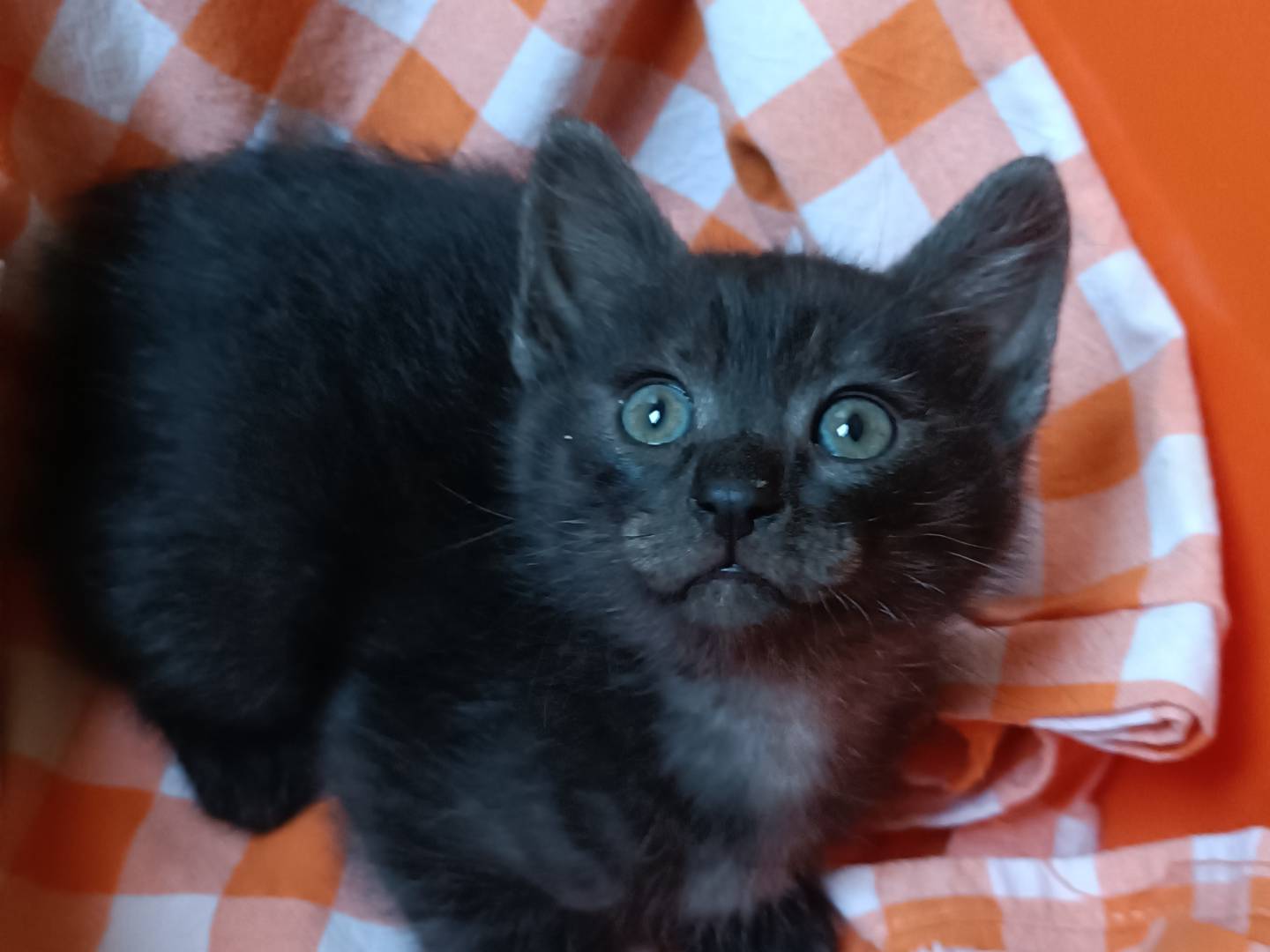 Vuoi adottare un gatto a Messina?