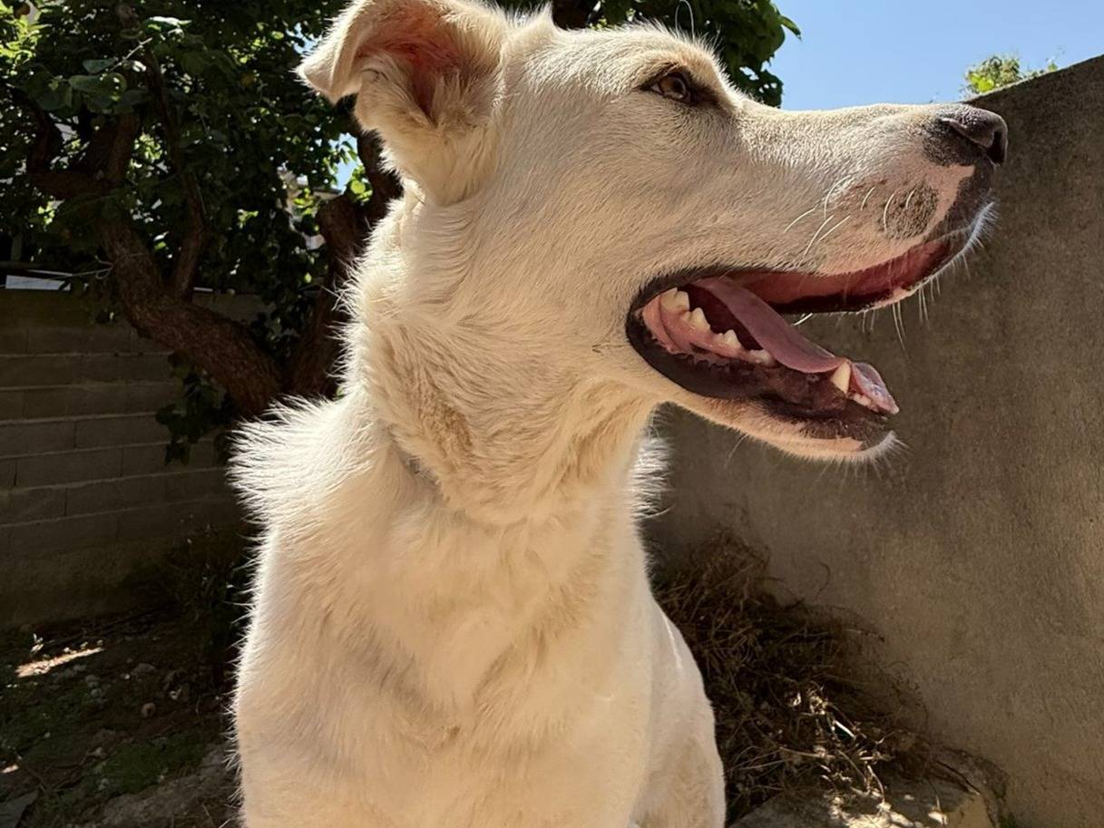 Vuoi adottare un cane a Genova?