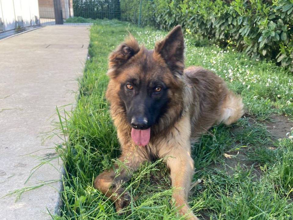Adotta un cane, maschio, 3 anni  e 4 mesi , Bergamo