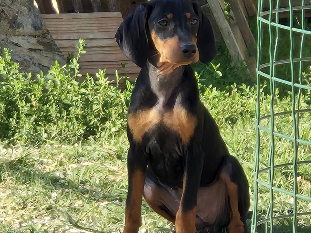 Foto dell'animale
