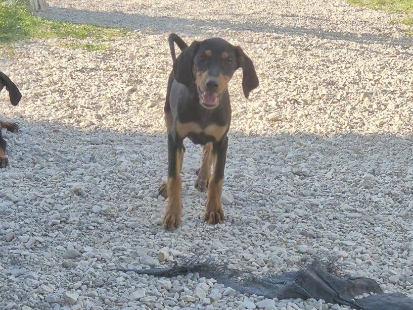 Adotta un cane, femmina, 2 mesi, Teramo