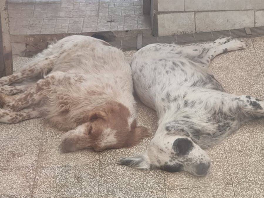 Foto 3 dell'animale