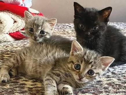 Adotta un gatto, taglia non valida, femmina, Torino