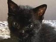 Adotta un gatto, femmina, 2 mesi, Torino