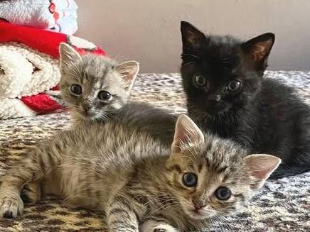 Adotta un gatto, femmina, 2 mesi, Torino
