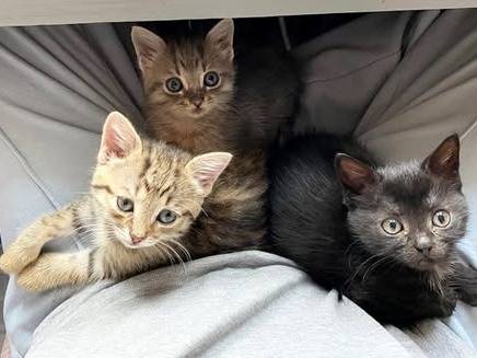 Adotta un gatto, taglia non valida, femmina, Torino
