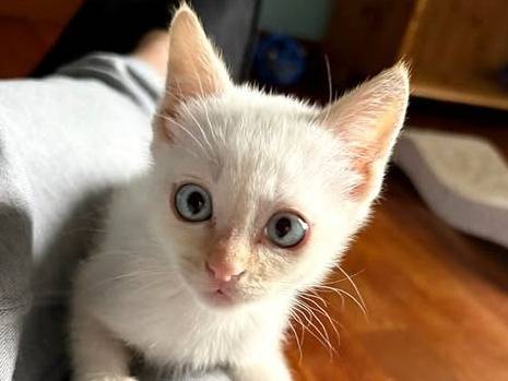 Foto dell'animale