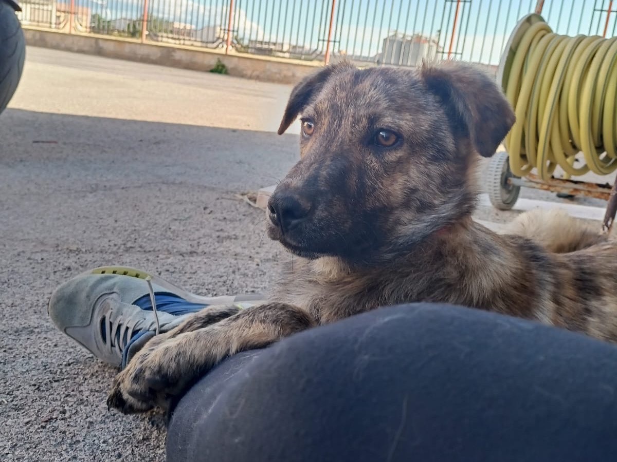 Vuoi adottare un cane a Foggia?