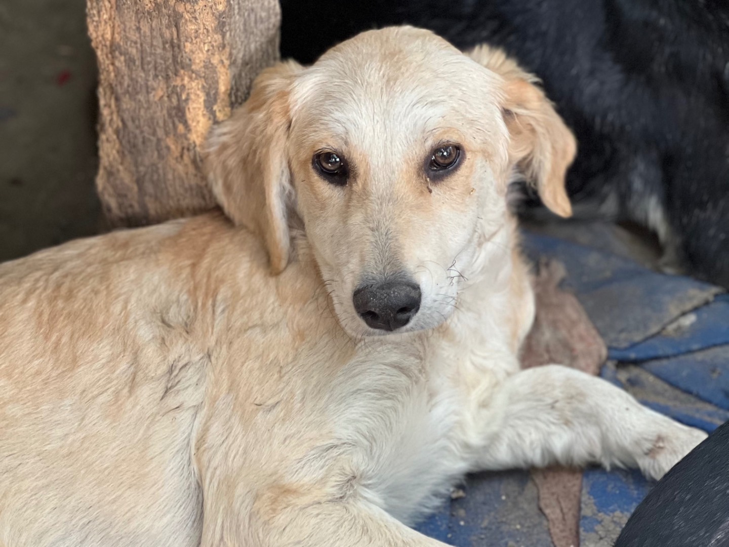 Adotta un cane, taglia media, femmina, Roma