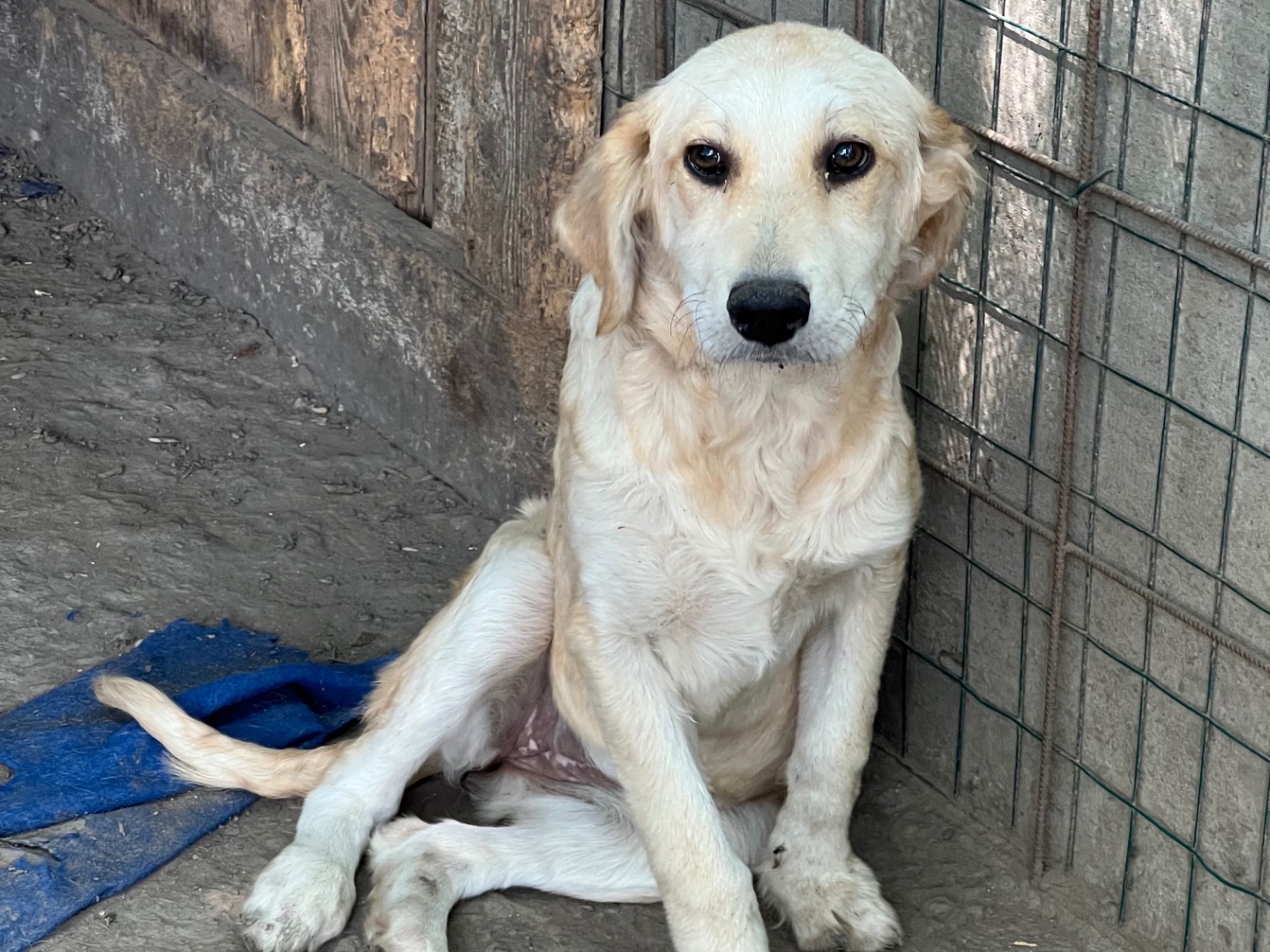 Adotta il cane Ely a Roma