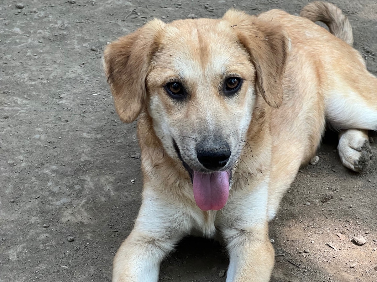 Vuoi adottare un cane a Roma?