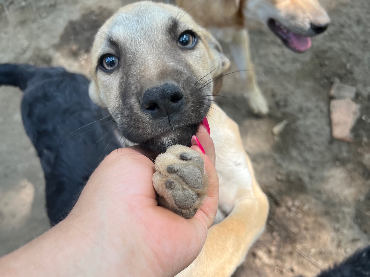Adotta un cane, maschio, 3 mesi, Roma