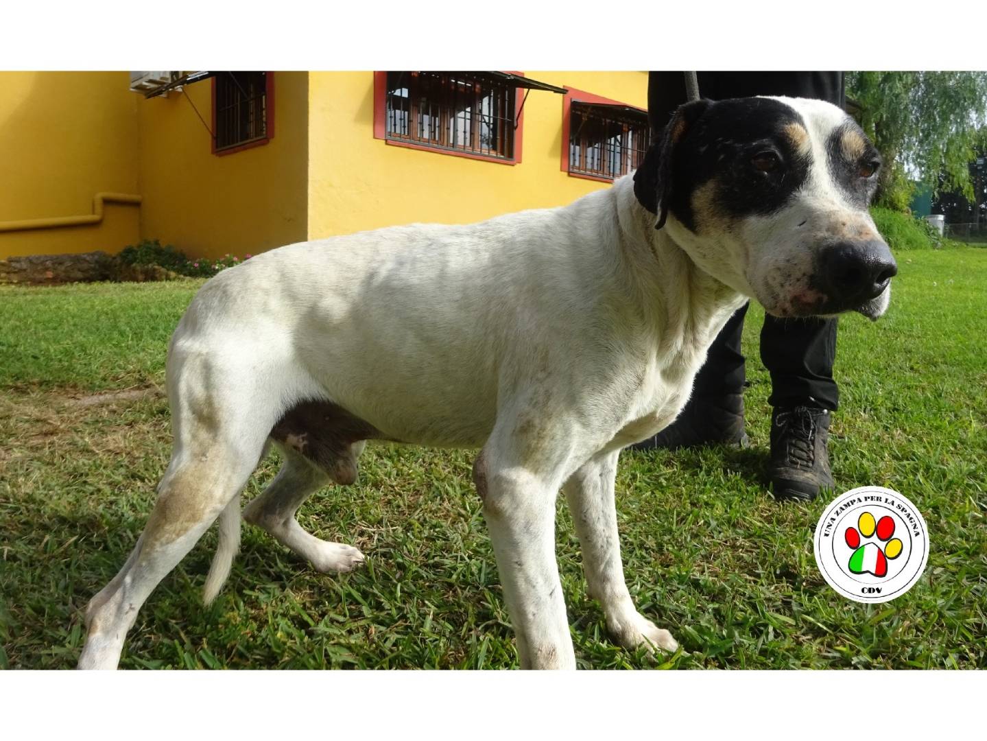 Adozione cane, maschio, Razza sconosciuta Razza sconosciuta, 2 anni e 5 mesi, taglia media contenuta, Milano