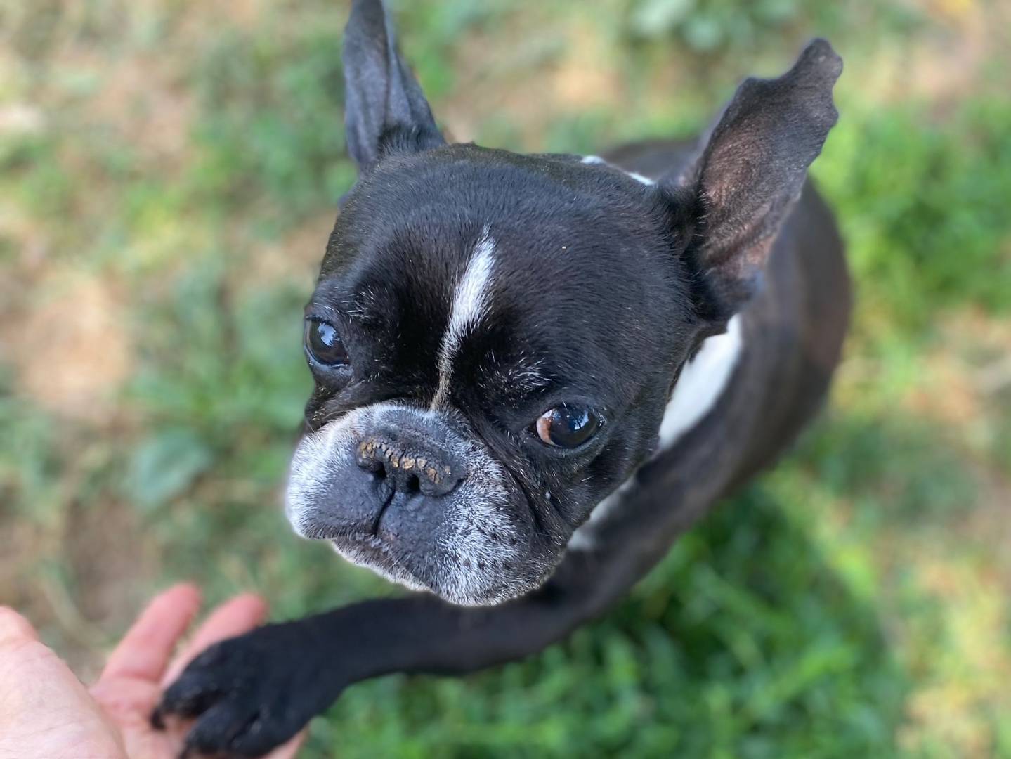 Vuoi adottare un cane a Milano?