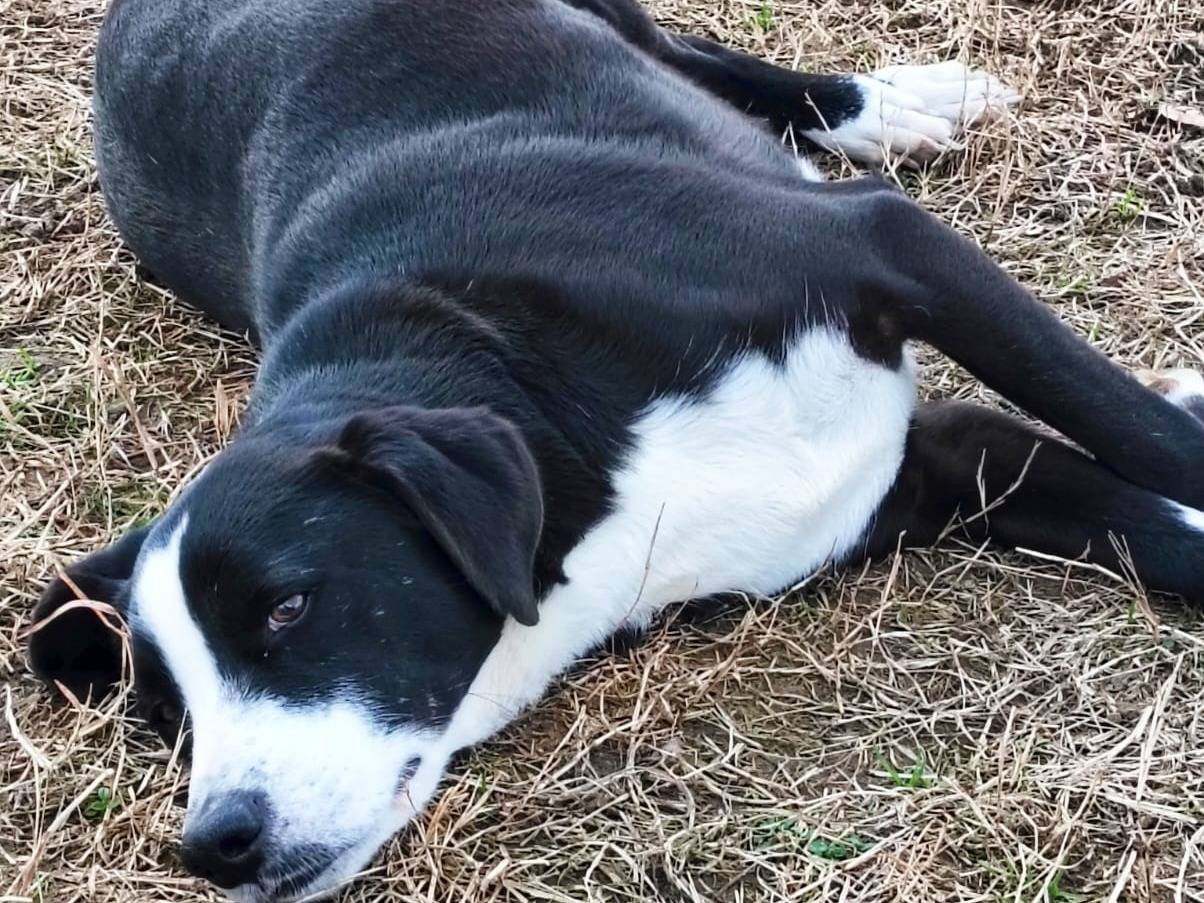 Adotta il cane Leo a Pavia