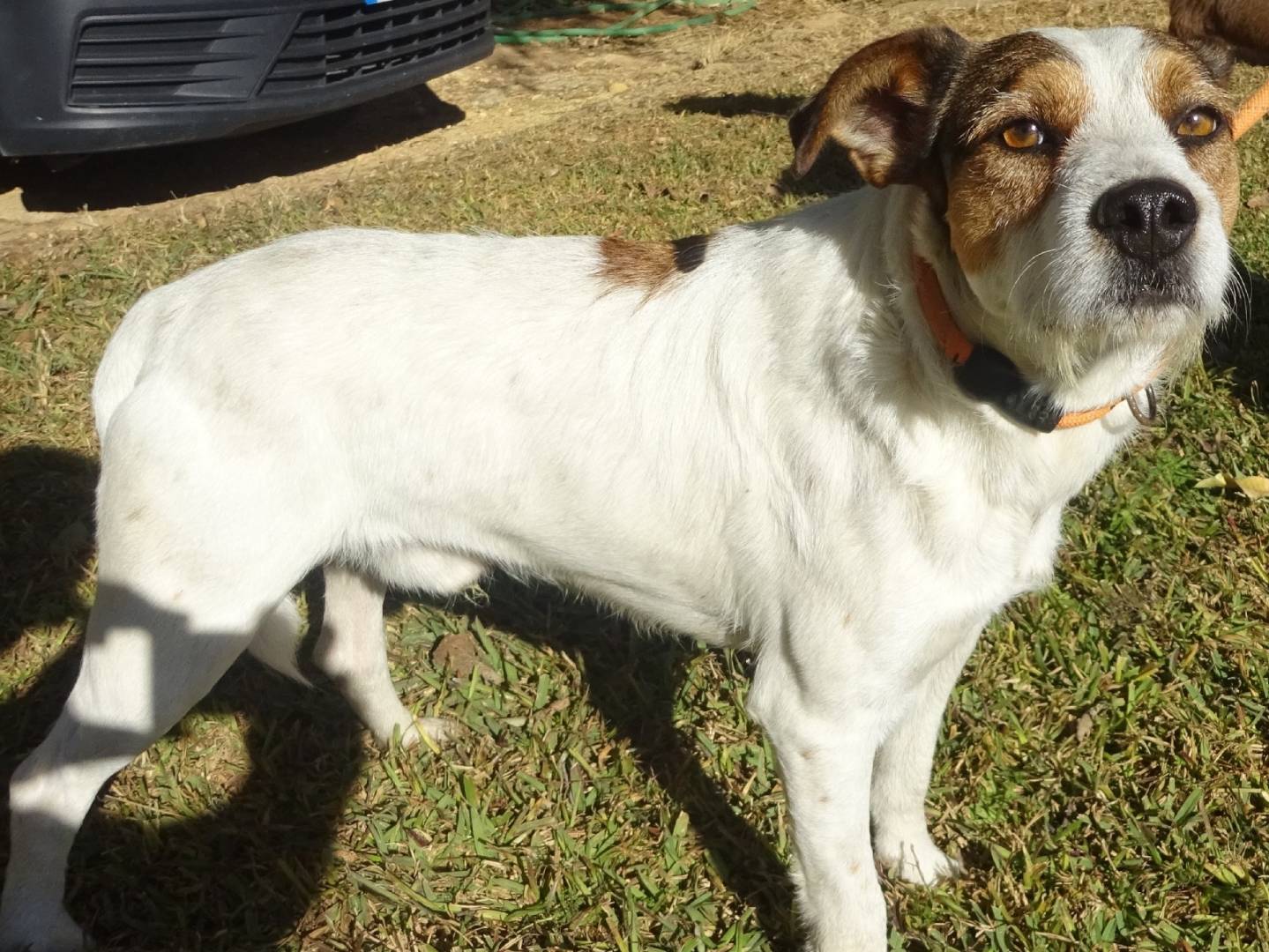 Foto dell'animale
