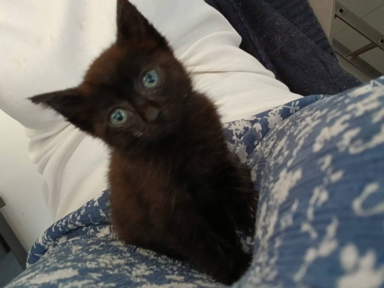 Adozione gatto, femmina, Razza sconosciuta Razza sconosciuta, 1 mesi, taglia non valida, Napoli