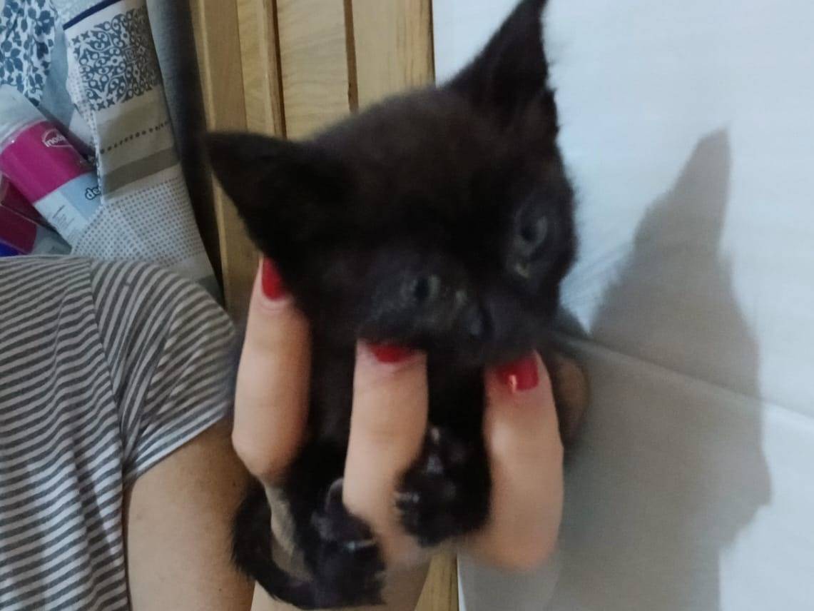 Adotta un gatto, femmina, 1 mesi, Napoli