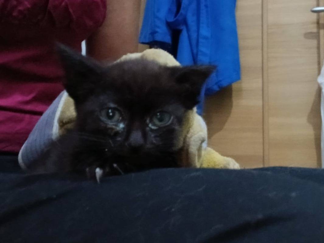 Adotta un gatto, taglia non valida, femmina, Napoli