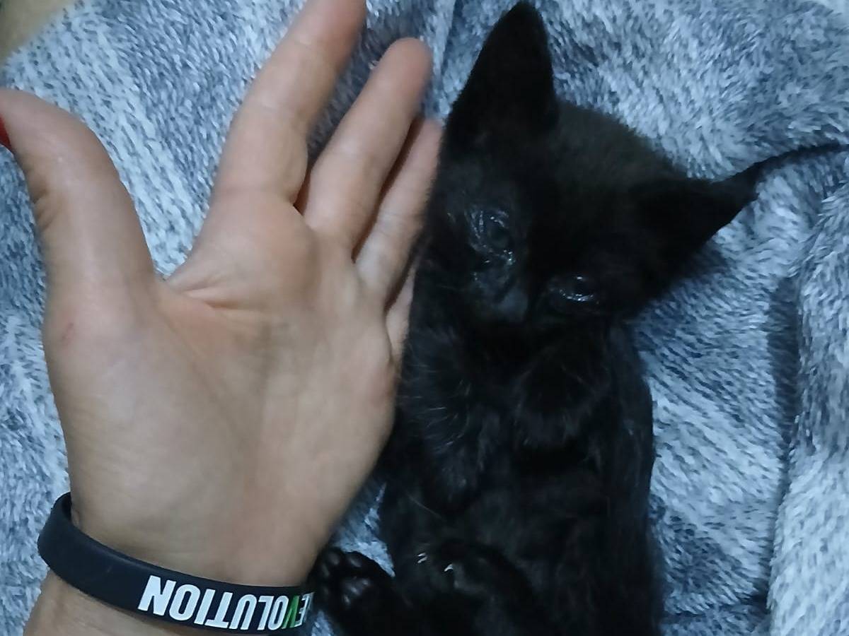 Vuoi adottare un gatto a Napoli?