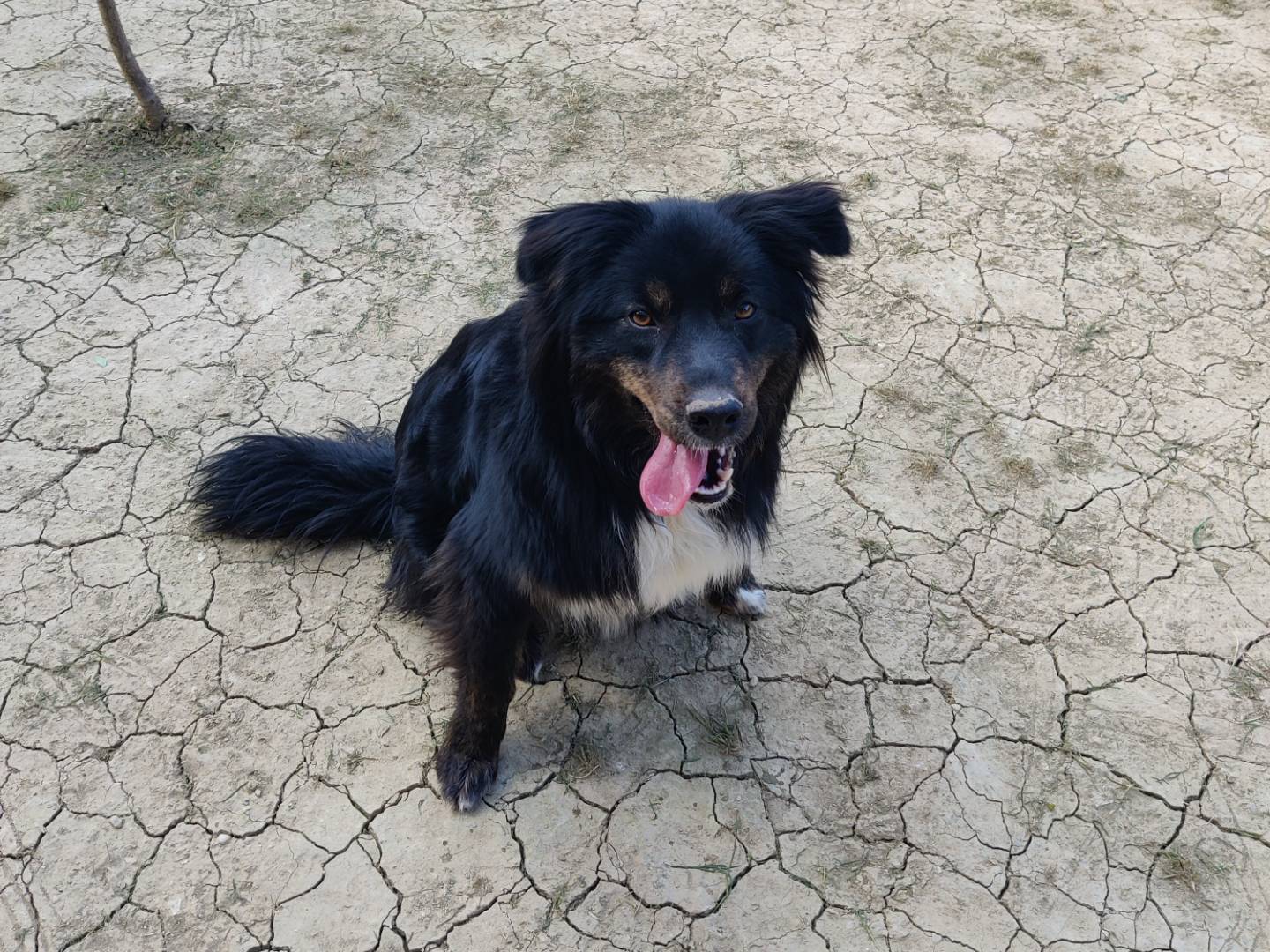 Vuoi adottare un cane a Pescara?
