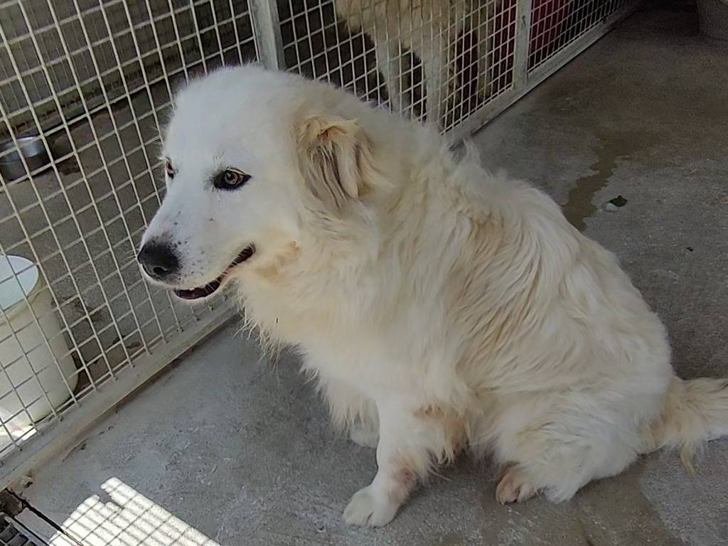 Adotta un cane, maschio, 6 anni  e 11 mesi , Teramo