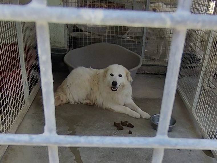 Adotta un cane, taglia grande, maschio, Teramo