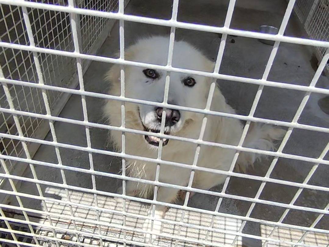 Vuoi adottare un cane a Teramo?