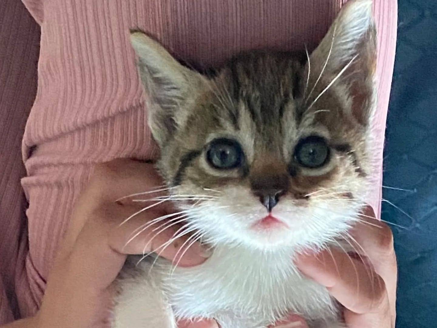 Adotta un gatto, maschio, 2 mesi, Latina
