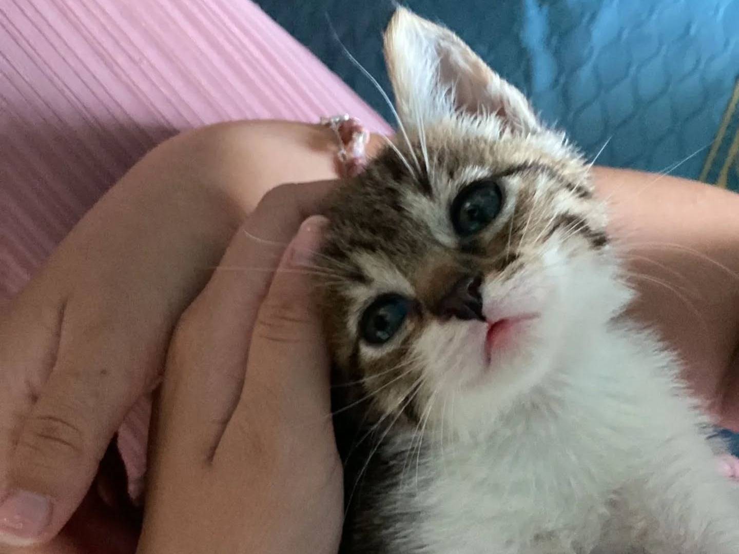 Adotta un gatto, taglia non valida, maschio, Latina