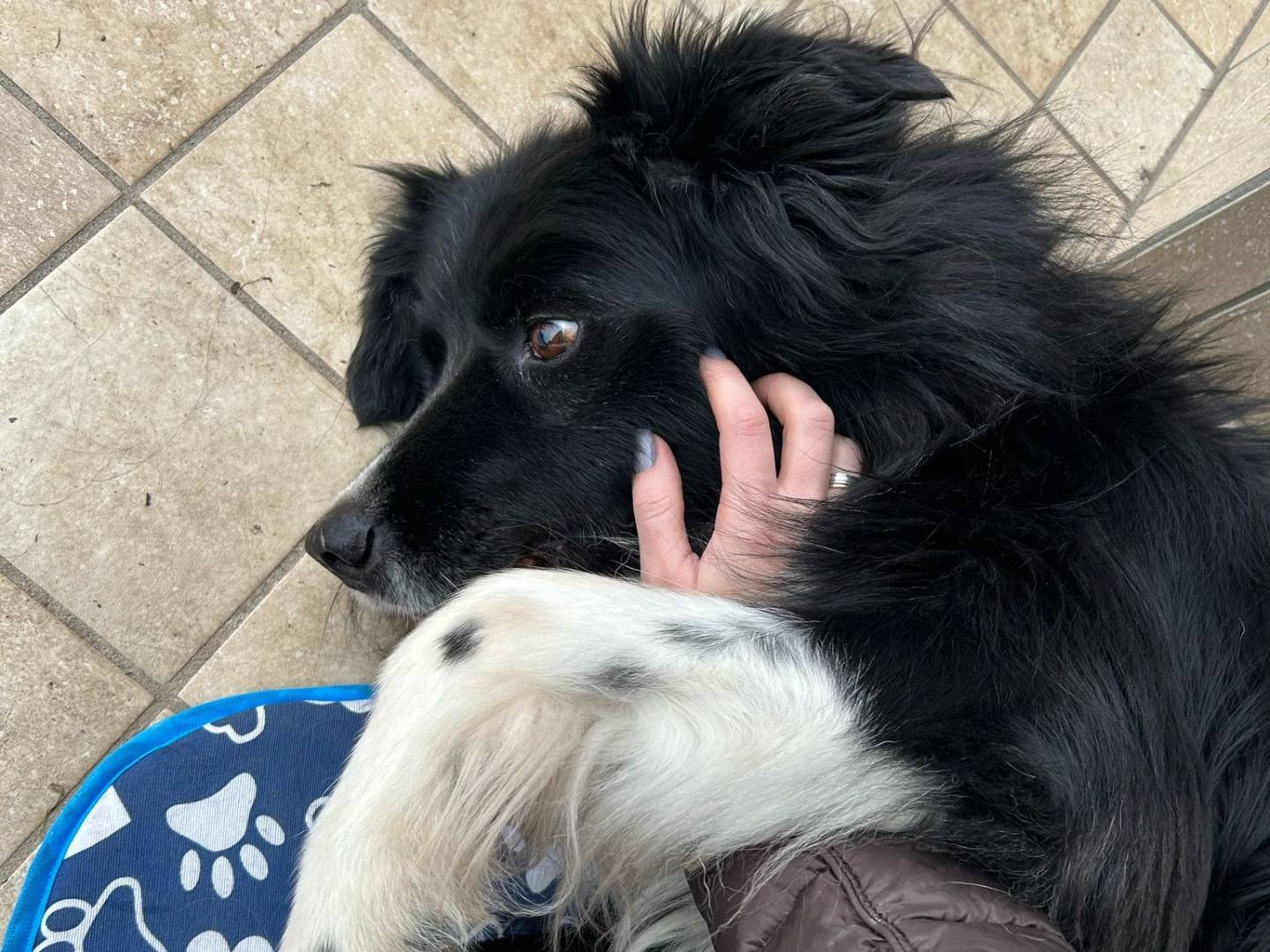 Adotta un cane, taglia media, maschio, Verona