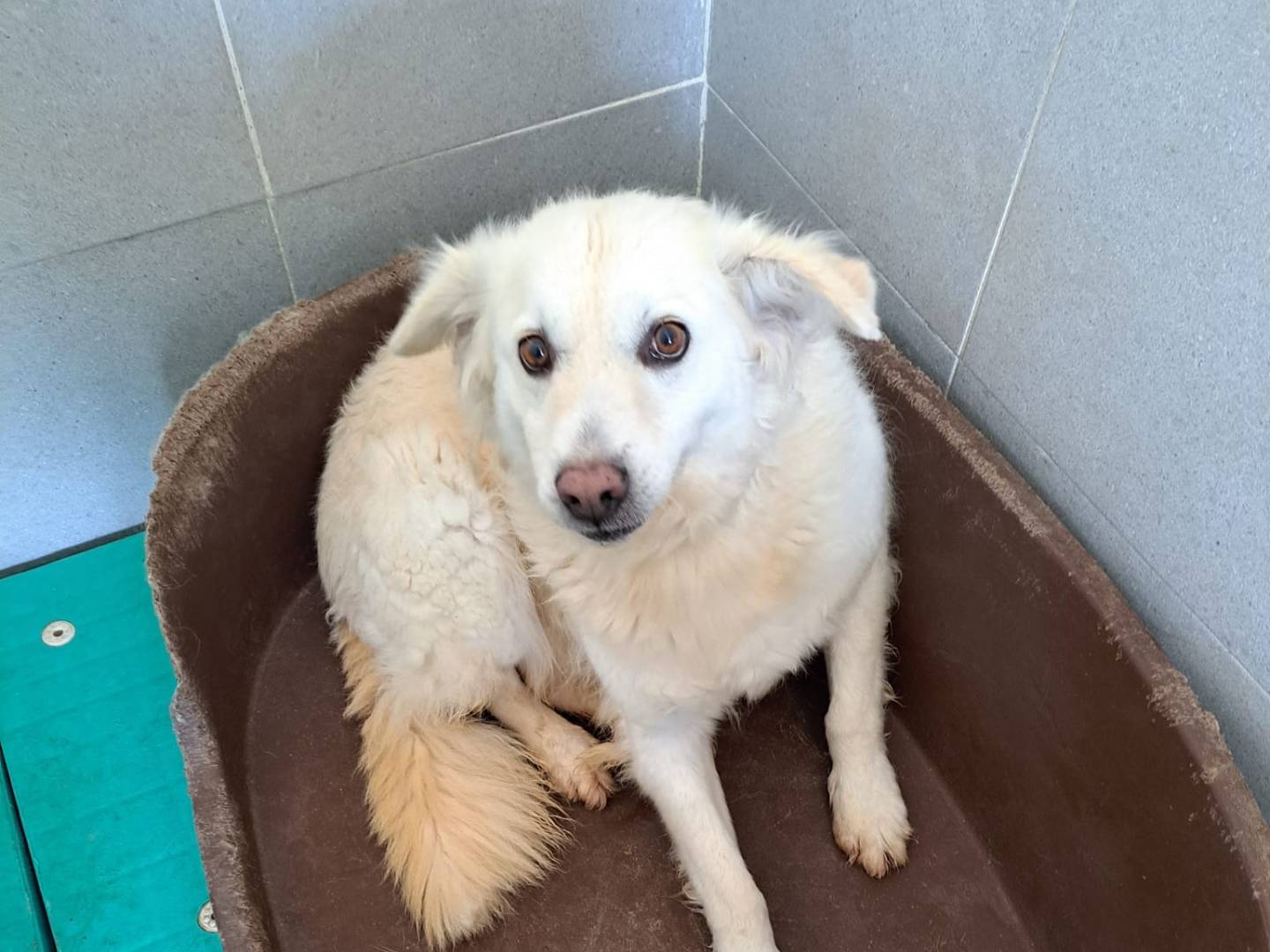 Adotta un cane, femmina, 9 anni e 10 mesi, Caserta