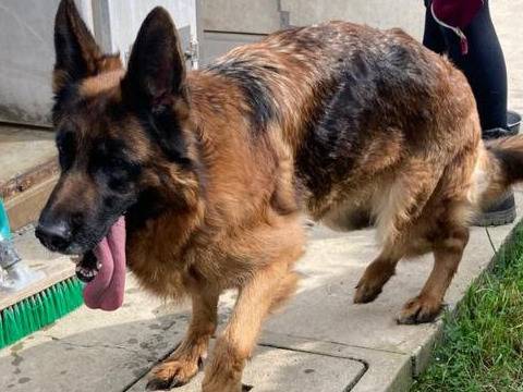 Vuoi adottare un cane a Bergamo?