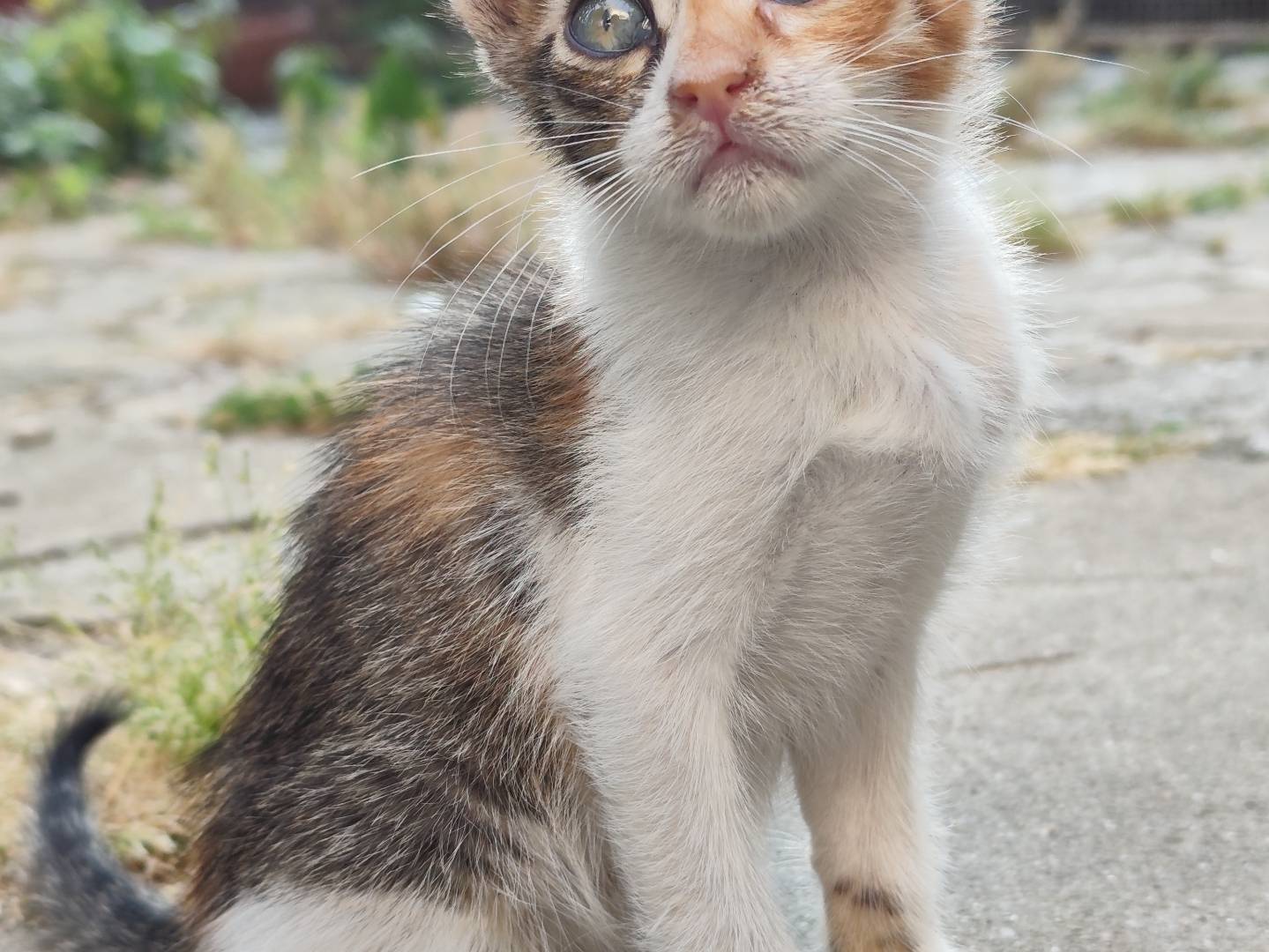 Adotta un gatto, femmina, 1 mesi, Messina