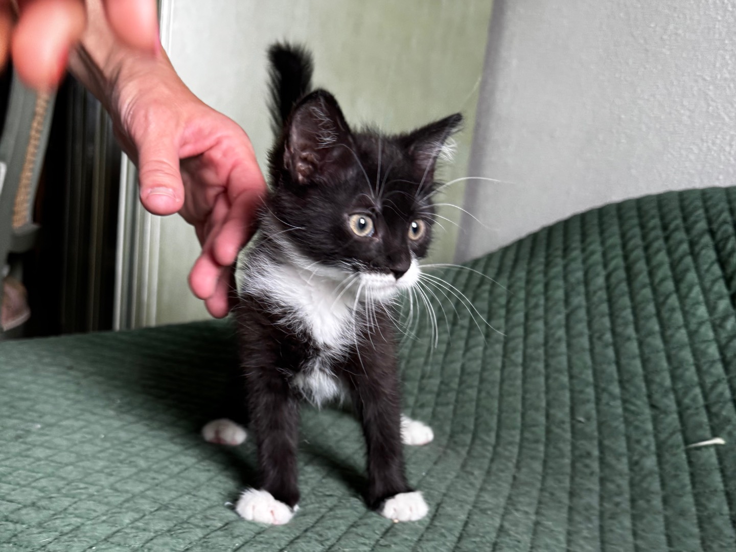 Adotta un gatto, femmina, 2 mesi, Verona