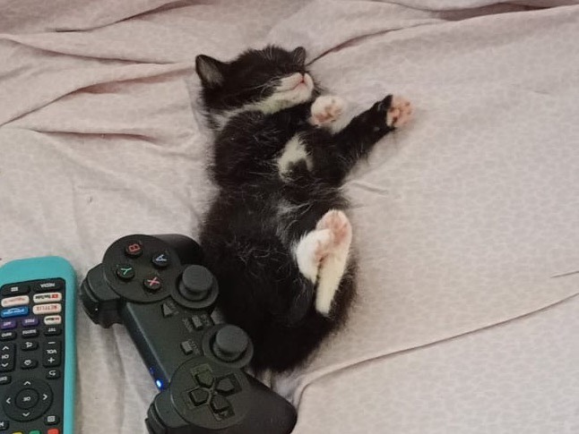 Vuoi adottare un gatto a Verona?