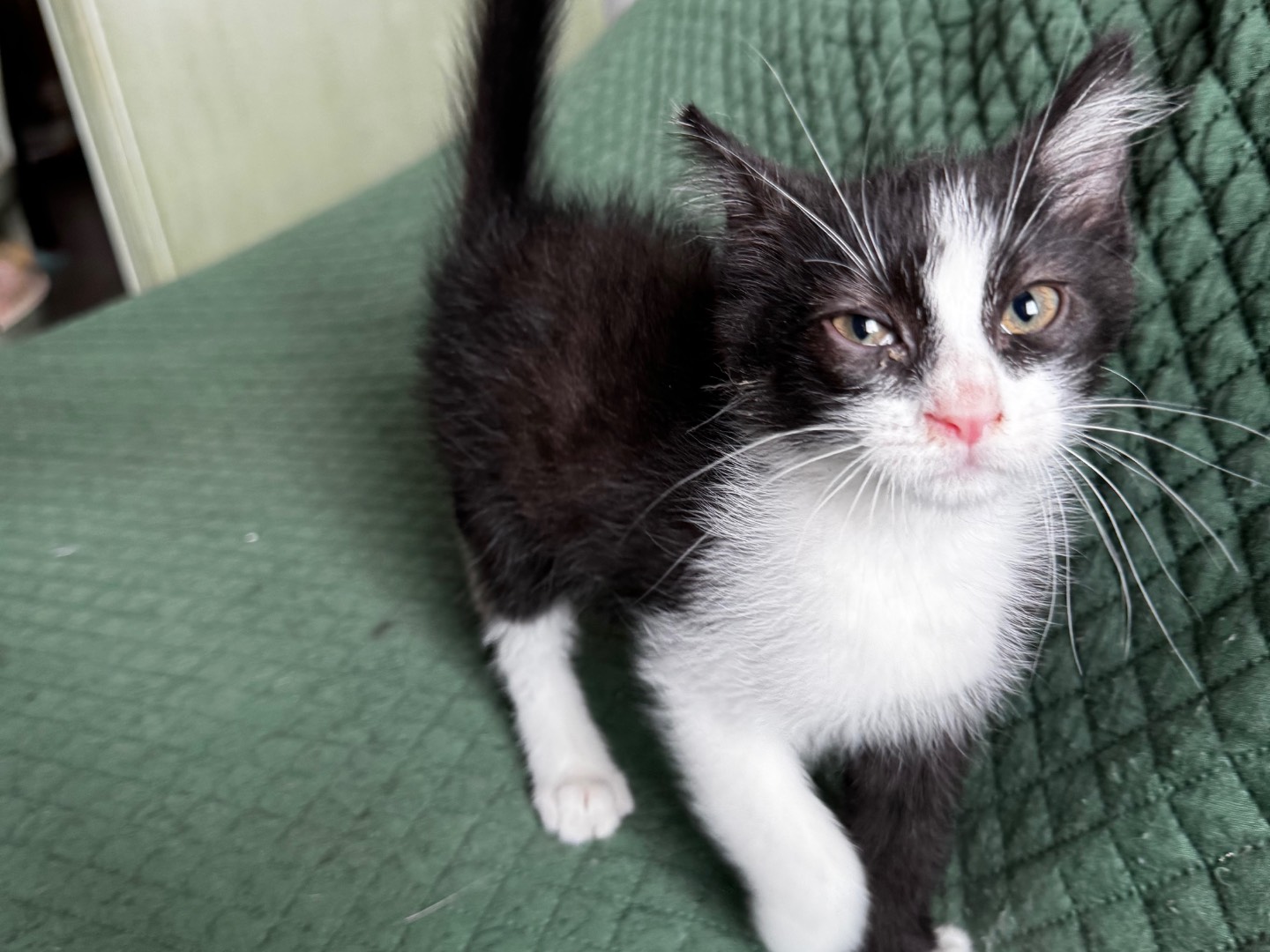 Adotta un gatto, maschio, 2 mesi, Verona