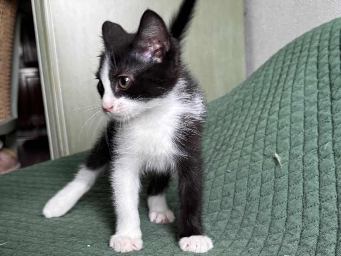 Adotta il gatto Muffin a Verona