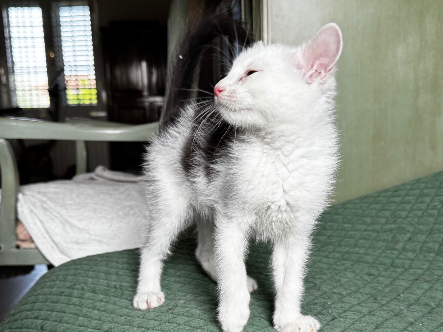 Adotta un gatto, taglia non valida, maschio, Verona