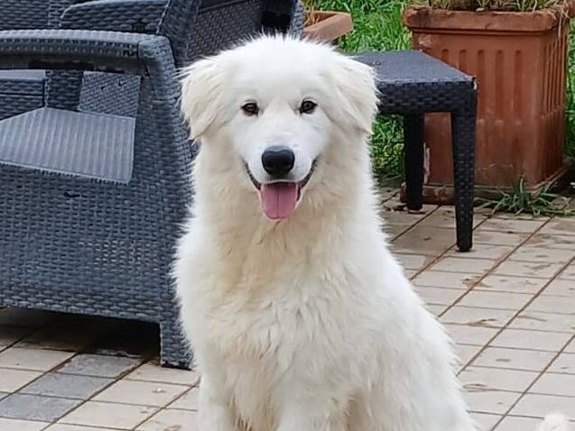 Adotta un cane, maschio, 7 mesi, Roma