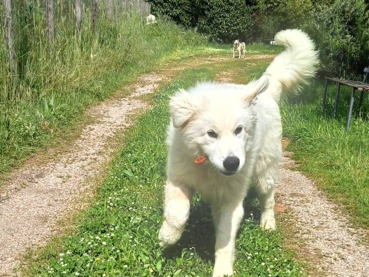 Adotta un cane, taglia media contenuta, maschio, Roma