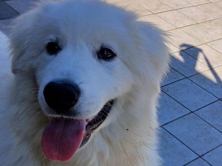 Vuoi adottare un cane a Roma?
