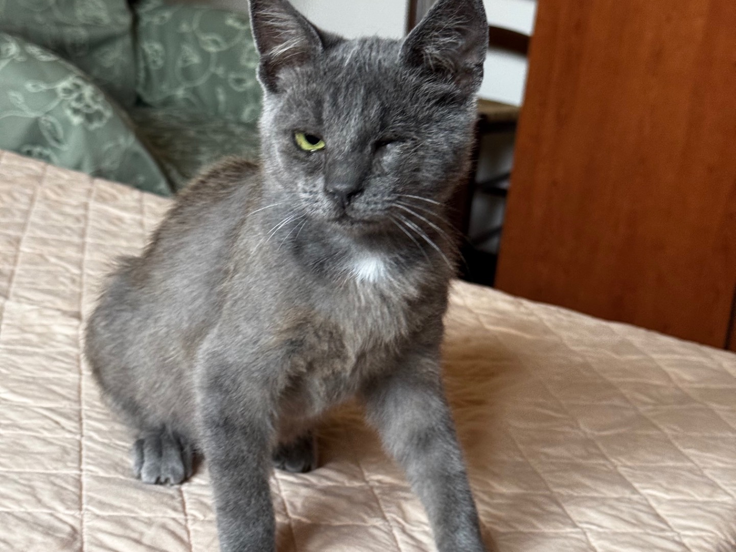 Vuoi adottare un gatto a Verona?